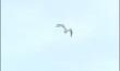 Oiseaux rares à Liège